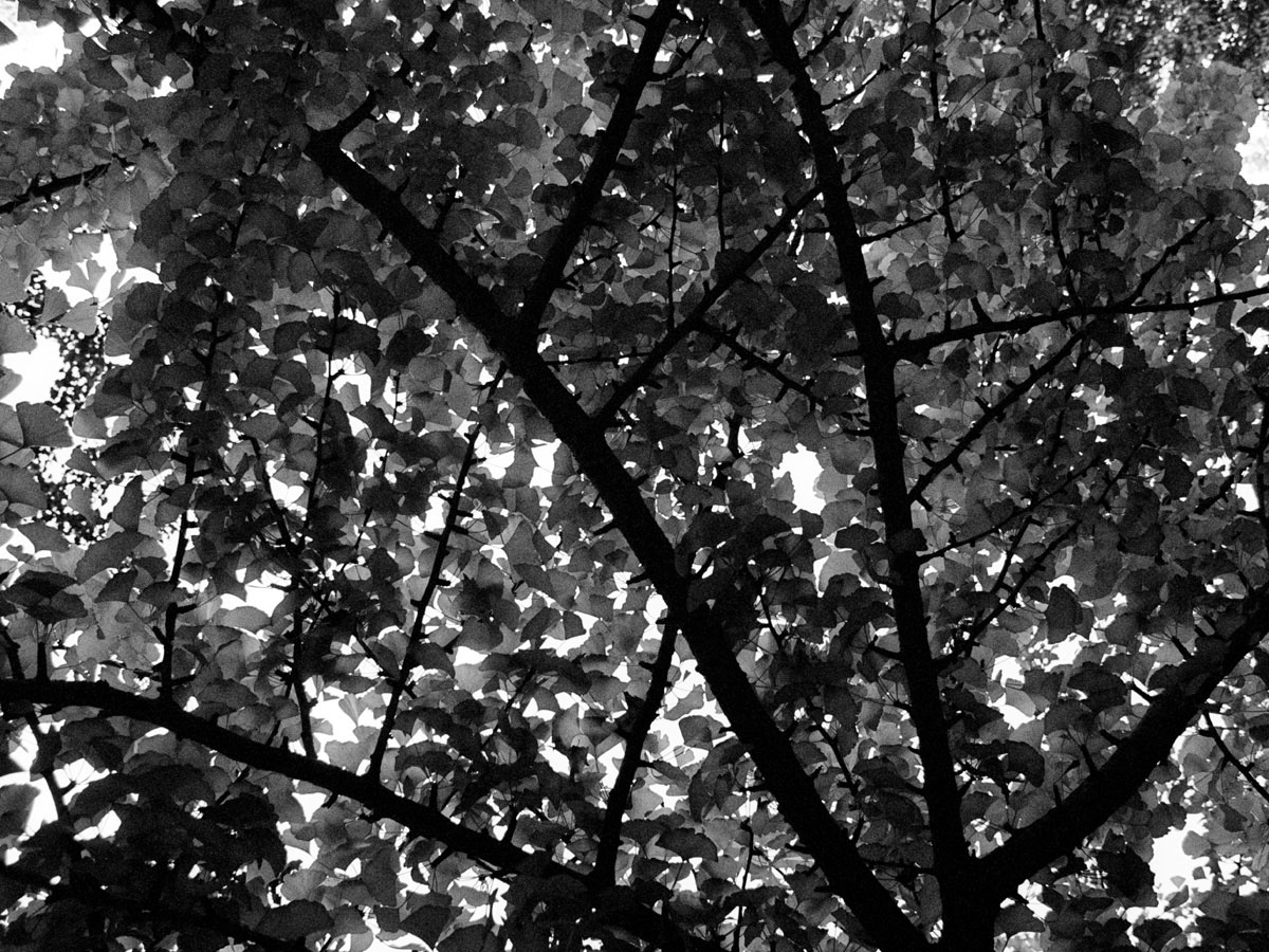 Solsticio (2005), Lambda Print 30 x 40 in. sitios cosas gente (2006) - Exhibición fotográfica por Tristán Reyes